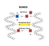 A diagram of bonds and their molecular structure.